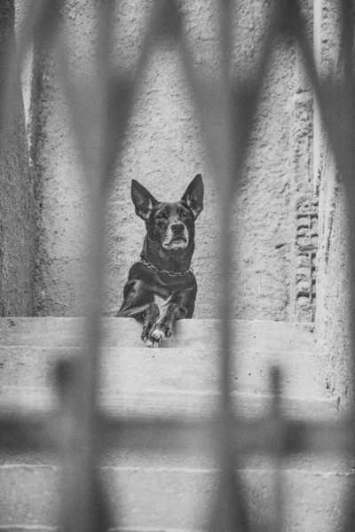 Foto Perro Doméstico Mascota Plan Cerrado Con Aspecto Fijo Lindo — Foto de Stock