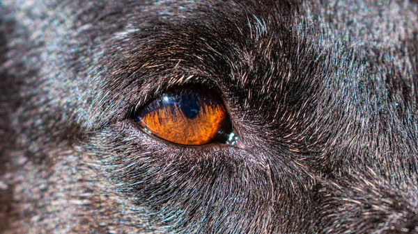 Kapalı Planda Evcil Bir Köpeğin Evcil Hayvan Fotoğrafı Evlat Edinilmeyi — Stok fotoğraf