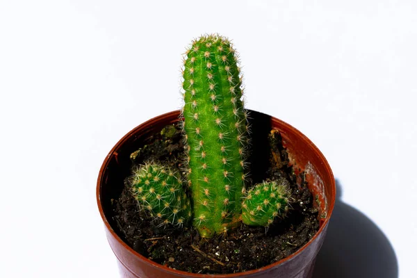Fotografías Mini Cactus Verdes Plantadas Una Pequeña Maceta Plástico Marrón —  Fotos de Stock