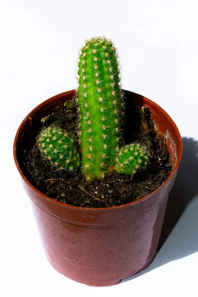 Fényképek Zöld Mini Kaktuszok Ültetett Egy Kis Barna Műanyag Edény — Stock Fotó