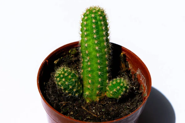 Photographs Green Mini Cacti Planted Small Brown Plastic Pot White — Stock Photo, Image