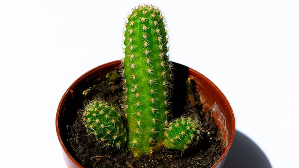 Fotografías Mini Cactus Verdes Plantadas Una Pequeña Maceta Plástico Marrón —  Fotos de Stock