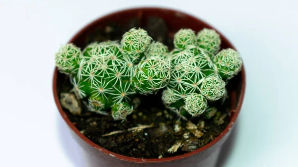 Fotografie Zielonych Mini Kaktusów Sadzonych Małym Brązowym Plastikowym Garnku Białym — Zdjęcie stockowe