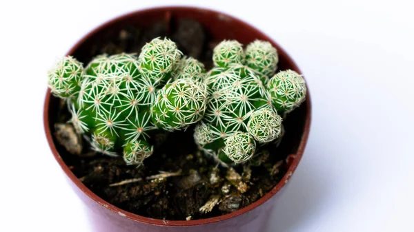 Fotografie Zielonych Mini Kaktusów Sadzonych Małym Brązowym Plastikowym Garnku Białym — Zdjęcie stockowe