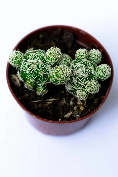 Fotografías Mini Cactus Verdes Plantadas Una Pequeña Maceta Plástico Marrón —  Fotos de Stock