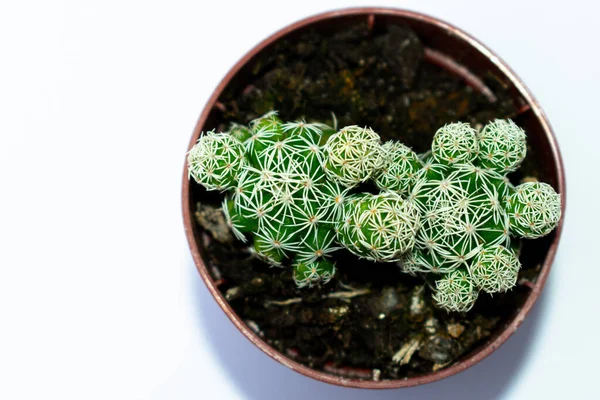 Fotografías Mini Cactus Verdes Plantadas Una Pequeña Maceta Plástico Marrón —  Fotos de Stock