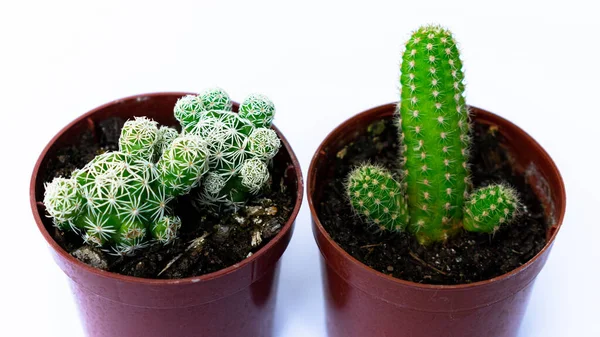 Fotografii Mini Cactuși Verzi Plantați Într Oală Mică Plastic Maro — Fotografie, imagine de stoc