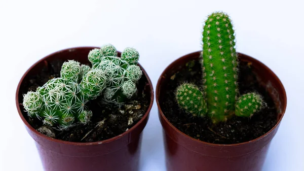 Fotografias Mini Cactos Verdes Plantadas Num Pequeno Vaso Plástico Castanho — Fotografia de Stock