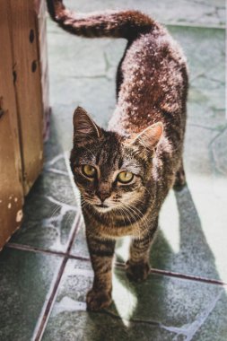 Kapalı planda evcil kedi (evcil hayvan) fotoğrafı, sabit ve şirin bir görünüm. Gerçek bir durumda gerçek bir hayvan..