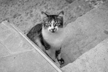 Kapalı planda evcil kedi (evcil hayvan) fotoğrafı, sabit ve şirin bir görünüm. Gerçek bir durumda gerçek bir hayvan..