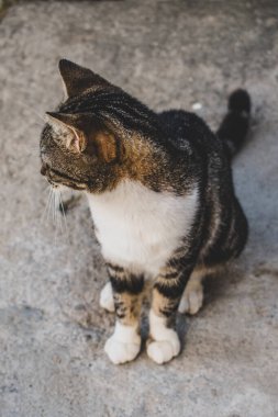 Kapalı planda evcil kedi (evcil hayvan) fotoğrafı, sabit ve şirin bir görünüm. Gerçek bir durumda gerçek bir hayvan..