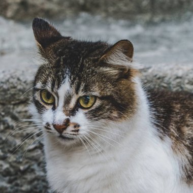 Kapalı planda evcil kedi (evcil hayvan) fotoğrafı, sabit ve şirin bir görünüm. Gerçek bir durumda gerçek bir hayvan..