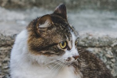 Kapalı planda evcil kedi (evcil hayvan) fotoğrafı, sabit ve şirin bir görünüm. Gerçek bir durumda gerçek bir hayvan..