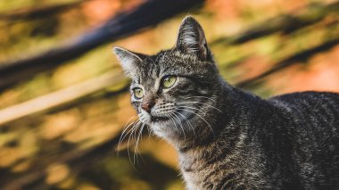 Kapalı planda evcil kedi (evcil hayvan) fotoğrafı, sabit ve şirin bir görünüm. Gerçek bir durumda gerçek bir hayvan..