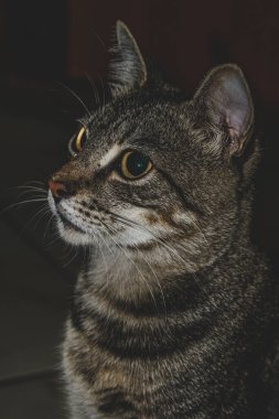 Kapalı planda evcil kedi (evcil hayvan) fotoğrafı, sabit ve şirin bir görünüm. Gerçek bir durumda gerçek bir hayvan..