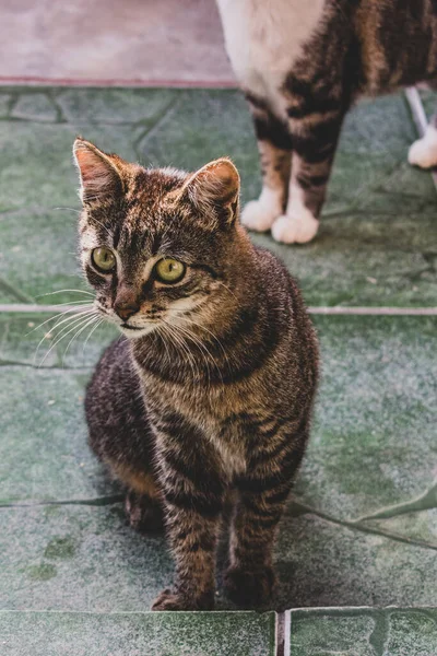 Photo Domestic Cat Pet Closed Plan Fixed Cute Look Real — Stock Photo, Image