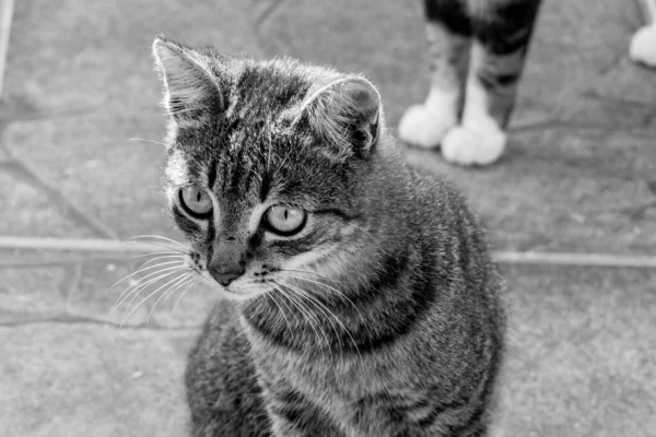 Foto Gato Doméstico Mascota Plan Cerrado Con Aspecto Fijo Lindo —  Fotos de Stock