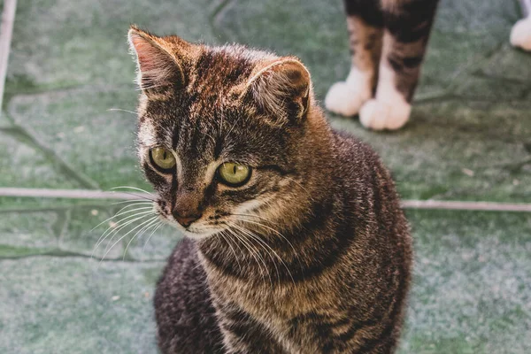 Foto Gato Doméstico Animal Estimação Plano Fechado Com Olhar Fixo — Fotografia de Stock