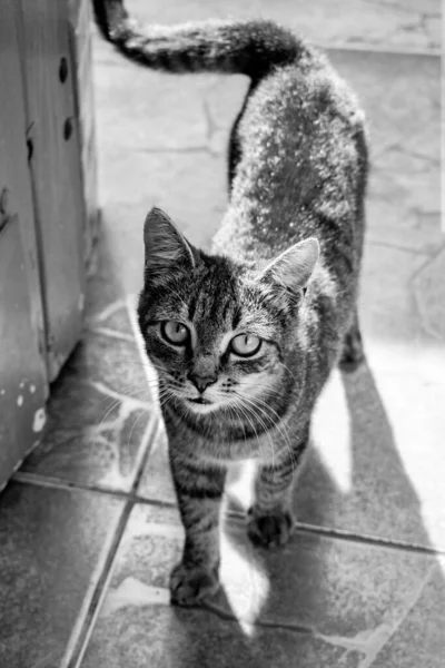 Foto Gato Doméstico Animal Estimação Plano Fechado Com Olhar Fixo — Fotografia de Stock