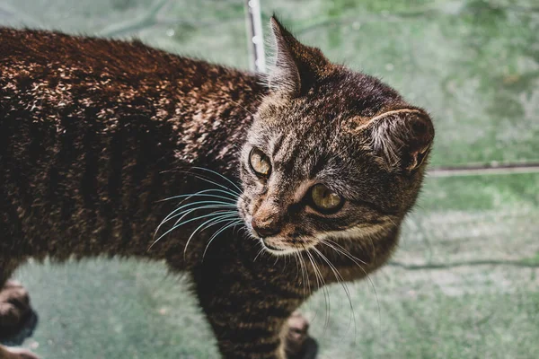 Fénykép Hazai Macska Pet Ban Zárt Terv Egy Fix Aranyos — Stock Fotó