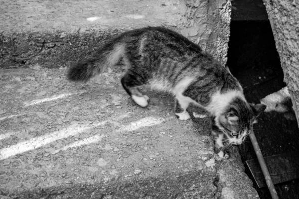 Foto Gato Doméstico Animal Estimação Plano Fechado Com Olhar Fixo — Fotografia de Stock