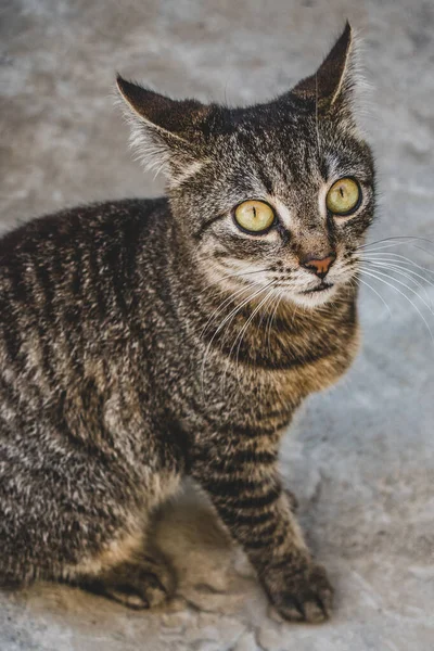 Fénykép Hazai Macska Pet Ban Zárt Terv Egy Fix Aranyos — Stock Fotó