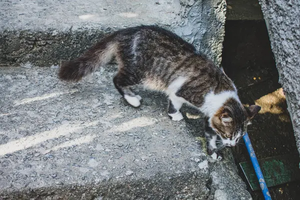 Foto Gato Doméstico Animal Estimação Plano Fechado Com Olhar Fixo — Fotografia de Stock