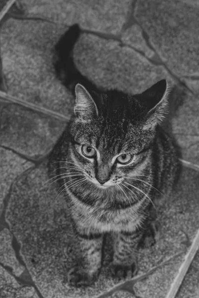 Foto Gato Doméstico Animal Estimação Plano Fechado Com Olhar Fixo — Fotografia de Stock