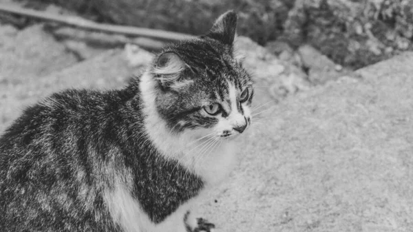 Foto Gato Doméstico Animal Estimação Plano Fechado Com Olhar Fixo — Fotografia de Stock