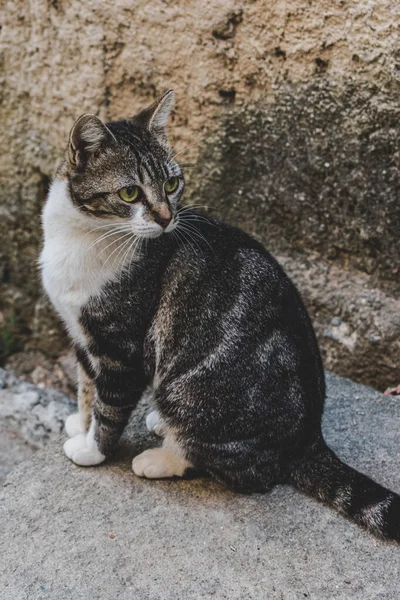 Kapalı planda evcil kedi (evcil hayvan) fotoğrafı, sabit ve şirin bir görünüm. Gerçek bir durumda gerçek bir hayvan..