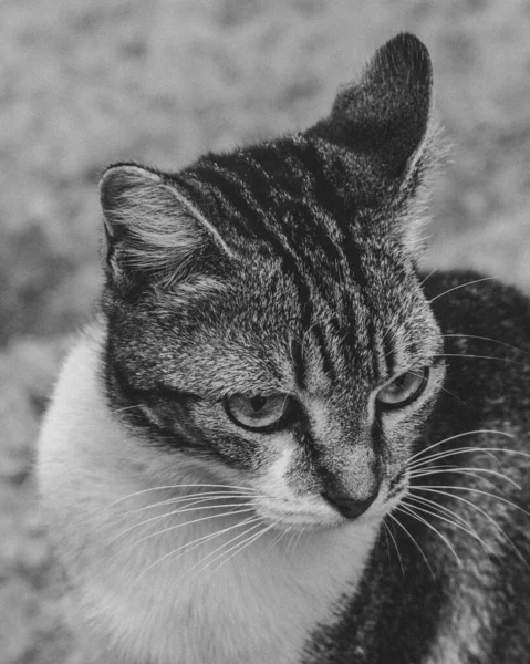 Foto Gato Doméstico Animal Estimação Plano Fechado Com Olhar Fixo — Fotografia de Stock