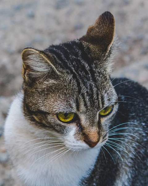 Bild Tamkatt Husdjur Sluten Plan Med Fast Och Söt Utseende — Stockfoto