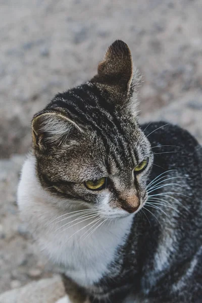 国内の猫 ペット の写真を閉じられた計画では 固定され かわいい外観 現実の状況で本物の動物 — ストック写真