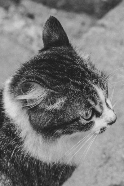 Foto Gato Doméstico Mascota Plan Cerrado Con Aspecto Fijo Lindo —  Fotos de Stock