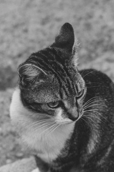 Foto Gato Doméstico Mascota Plan Cerrado Con Aspecto Fijo Lindo —  Fotos de Stock