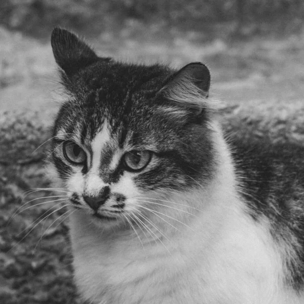 国内の猫 ペット の写真を閉じられた計画では 固定され かわいい外観 現実の状況で本物の動物 — ストック写真