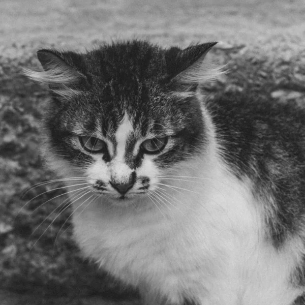 Fotografie Domácího Kocoura Domácího Mazlíčka Uzavřeném Plánu Pevným Roztomilým Vzhledem — Stock fotografie