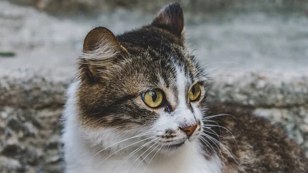 Foto Gato Doméstico Animal Estimação Plano Fechado Com Olhar Fixo — Fotografia de Stock