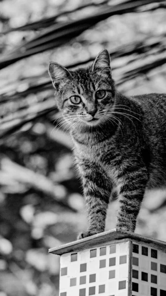 집고양이 사진은 고정되고 귀여운 모습을 상황에서의 — 스톡 사진