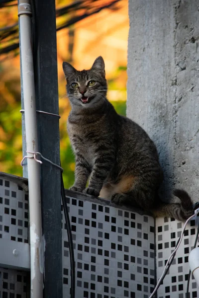 Foto Gato Doméstico Animal Estimação Plano Fechado Com Olhar Fixo — Fotografia de Stock
