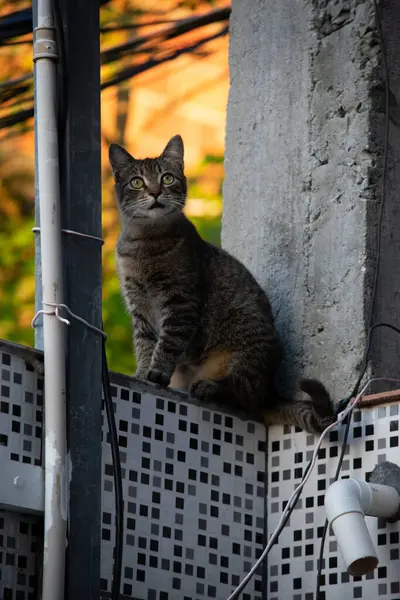 Foto Gato Doméstico Animal Estimação Plano Fechado Com Olhar Fixo — Fotografia de Stock