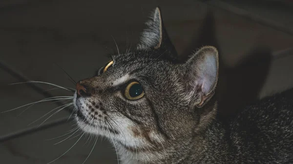 Foto Gato Doméstico Animal Estimação Plano Fechado Com Olhar Fixo — Fotografia de Stock