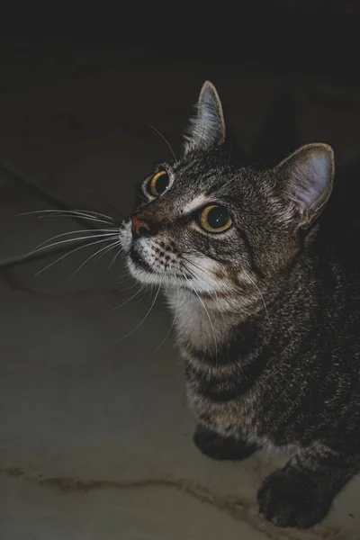 Foto Gato Doméstico Animal Estimação Plano Fechado Com Olhar Fixo — Fotografia de Stock