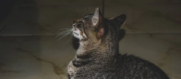 Foto Gato Doméstico Animal Estimação Plano Fechado Com Olhar Fixo — Fotografia de Stock