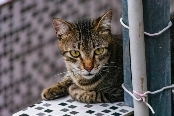 Photo Domestic Cat Pet Closed Plan Fixed Cute Look Real — Stock Photo, Image
