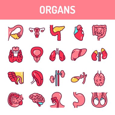 Organ çizgisi simgeleri ayarlandı. İzole vektör ögesi. 