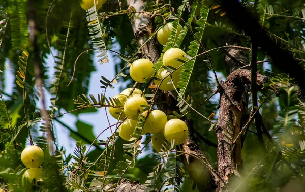 Bunch Fresh Goose Berry Phyllanthus Emblica Goose Berry Amla Tree — Fotografia de Stock