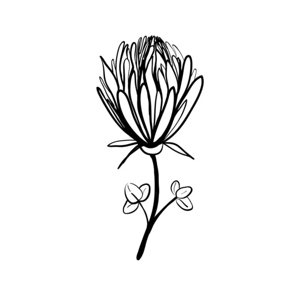 El yapımı çiçek elementleri ve çiçekler. Vektör karalama çizimi — Stok Vektör
