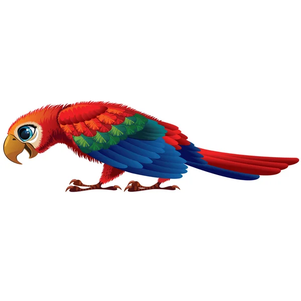 Parrot — Stock Vector