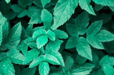 Yeşil yapraklı arka plan. Doğal organik orman geçmişi